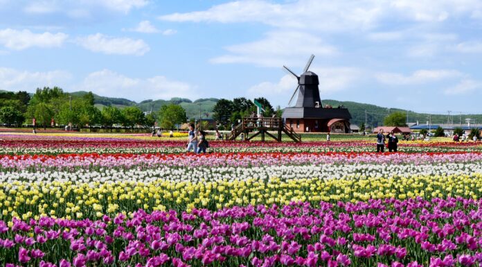Kamiyubetsu Tulip Park