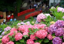 ไฮเดรนเยีย Katahara Onsen