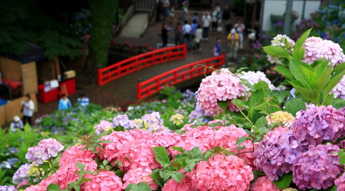 ไฮเดรนเยีย Katahara Onsen