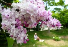 Kawashimo Lilac Festival