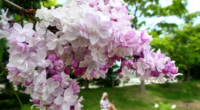 Kawashimo Lilac Festival
