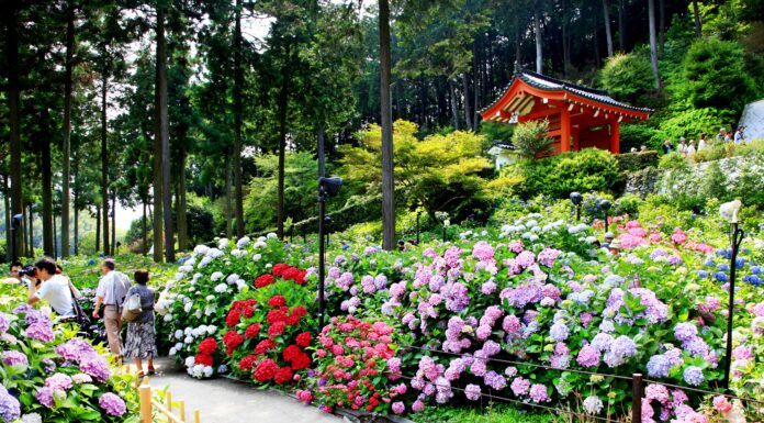 ไฮเดรนเยียวัด Mimuroto-ji Temple