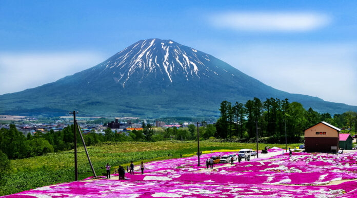 Mishima-San’s Shibazakura Garden