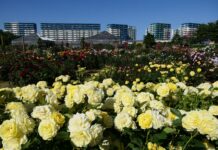 Keisei Rose Garden