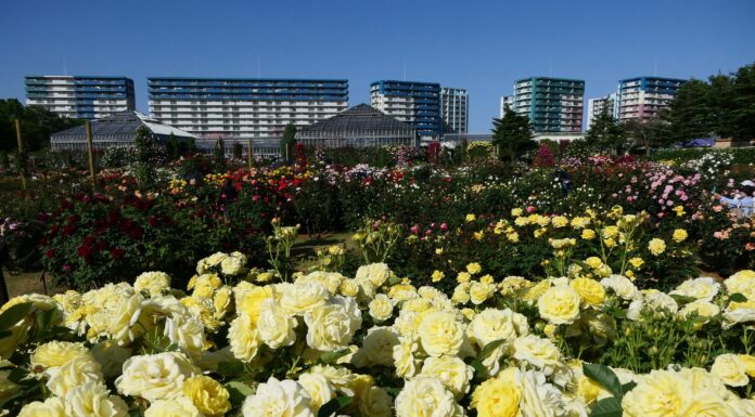 Keisei Rose Garden