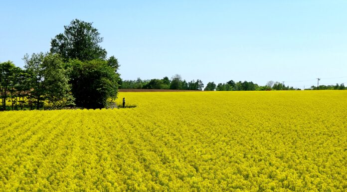 Takikawa Nanohana Festival 2025