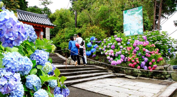 ไฮเดรนเยียที่วัด Yatadera