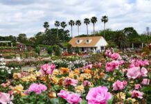 Yatsu Rose Garden