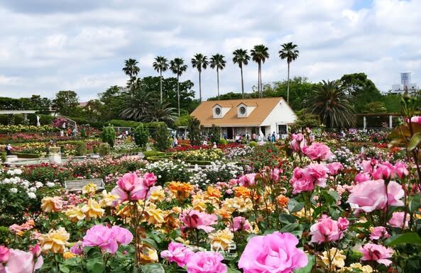 Yatsu Rose Garden
