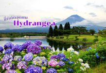 ชี้พิกัดจุดชม Hydrangea