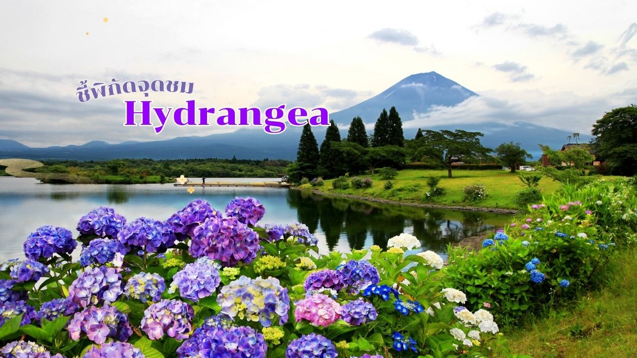 ชี้พิกัดจุดชม Hydrangea