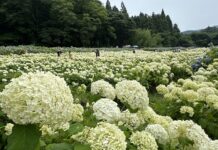 ชมไฮเดรนเยียที่สวน Michinoku Ajisai-en