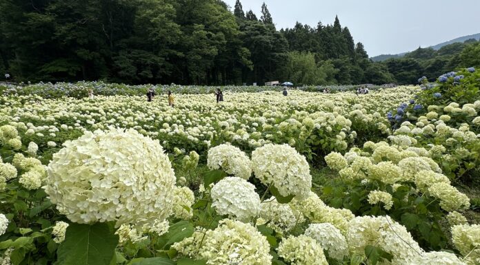 ชมไฮเดรนเยียที่สวน Michinoku Ajisai-en