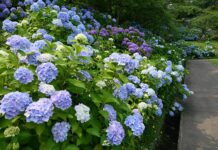 ชมสวนไฮเดรนเยีย Daibutsu Park