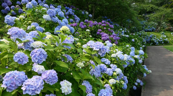 ชมสวนไฮเดรนเยีย Daibutsu Park