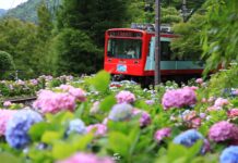 เส้นทางไฮเดรนเยียกับรถไฟ Odakyu