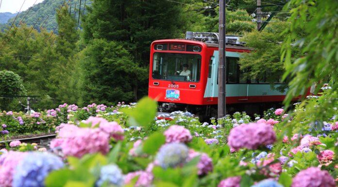 เส้นทางไฮเดรนเยียกับรถไฟ Odakyu