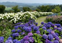 สวนไฮเดรนเยีย Jupier Land Hirata