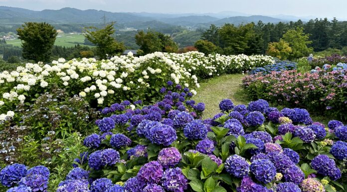 สวนไฮเดรนเยีย Jupier Land Hirata