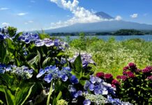 จุดชมไฮเดรนเยียกับภูเขาไฟฟูจิ ที่ทะเลสาบ Kawaguchiko