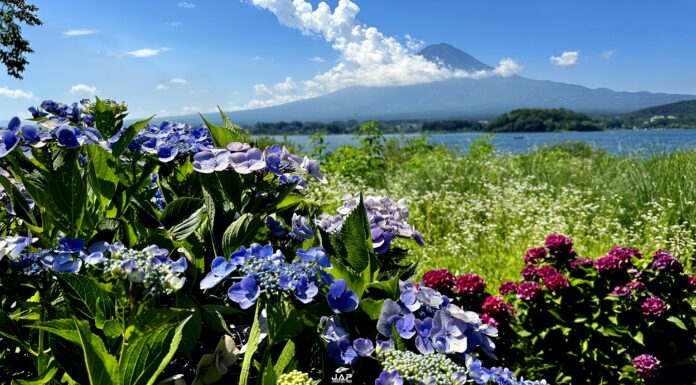 จุดชมไฮเดรนเยียกับภูเขาไฟฟูจิ ที่ทะเลสาบ Kawaguchiko