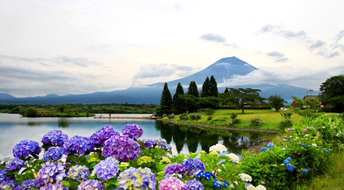 Lake Tanuki จุดชมไฮเดรนเยียกับภูเขาไฟฟูจิ