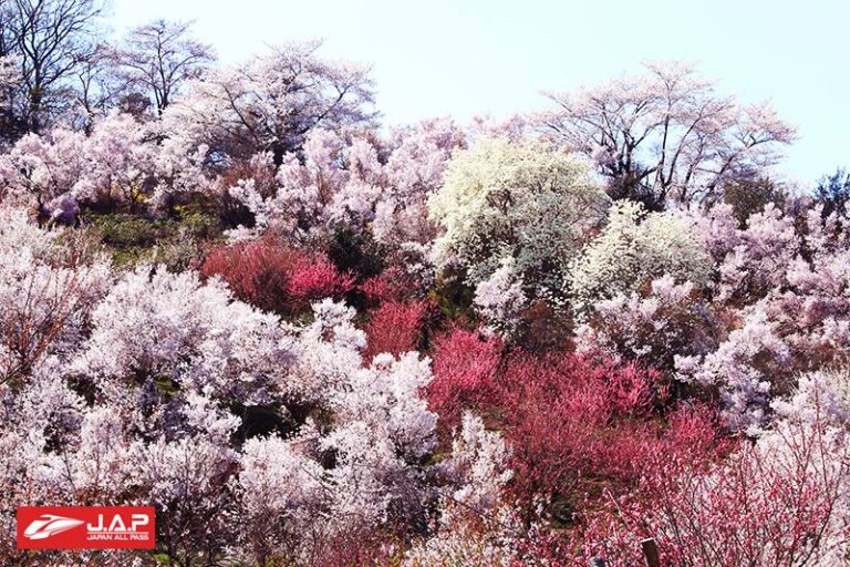 สวนสาธารณะ ฮะนะมิยะมะ (Hanamiyama Park) หรือที่เรียกกันว่าหุบเขาแห่งดอกไม้ เมือง Fukushima ภูมิภาค Tohoku ประเทศญี่ปุ่น