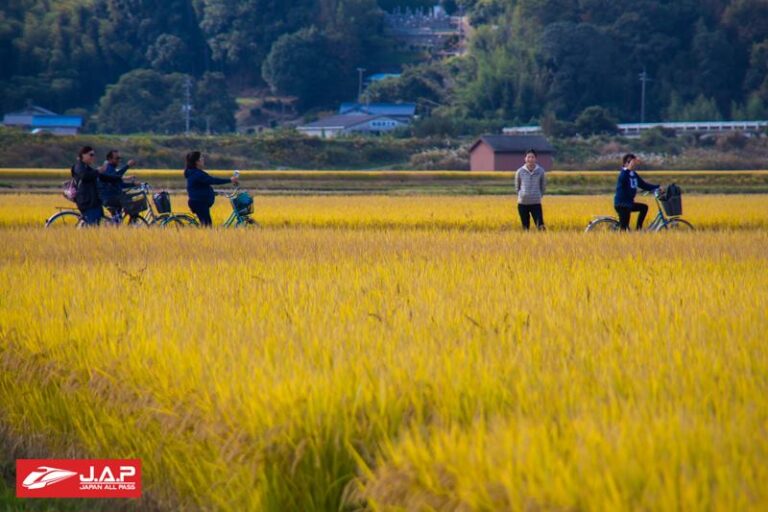 นาข้าวสีทองแห่งนี้ ณ จังหวัดโอคายาม่า (Okayama)