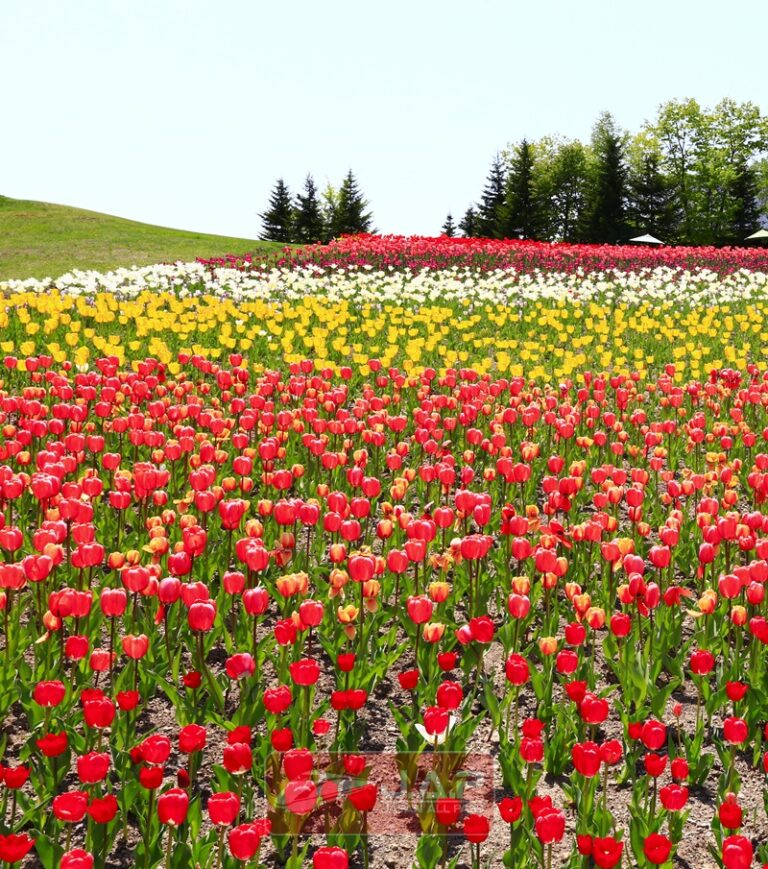มาเที่ยวฮอกไกโด (Hokkaido) ด้วย JR Hokkaido Pass กันเถอะ
