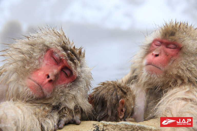 อุทยานลิงจิโกกุดานิ (Jigokudani Monkey Park)