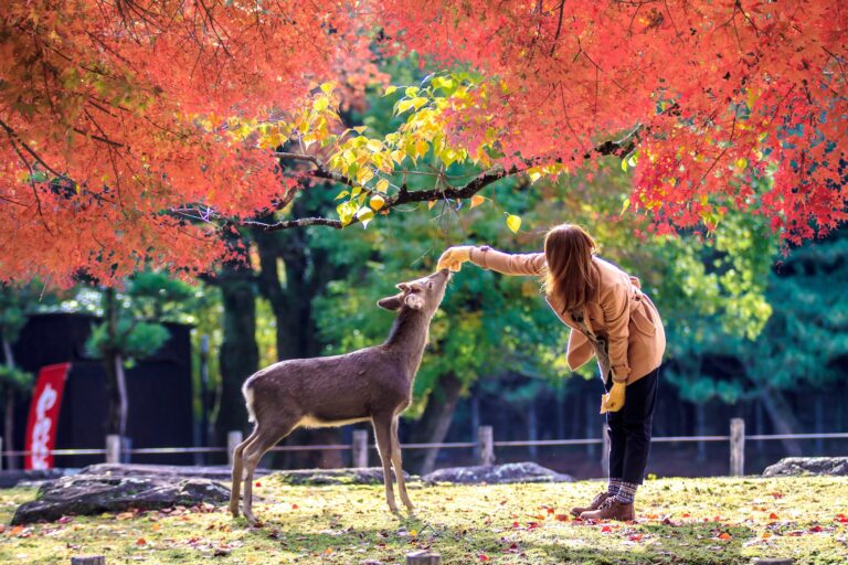 No.1002 Kyoto and Nara One Day Bus Tour