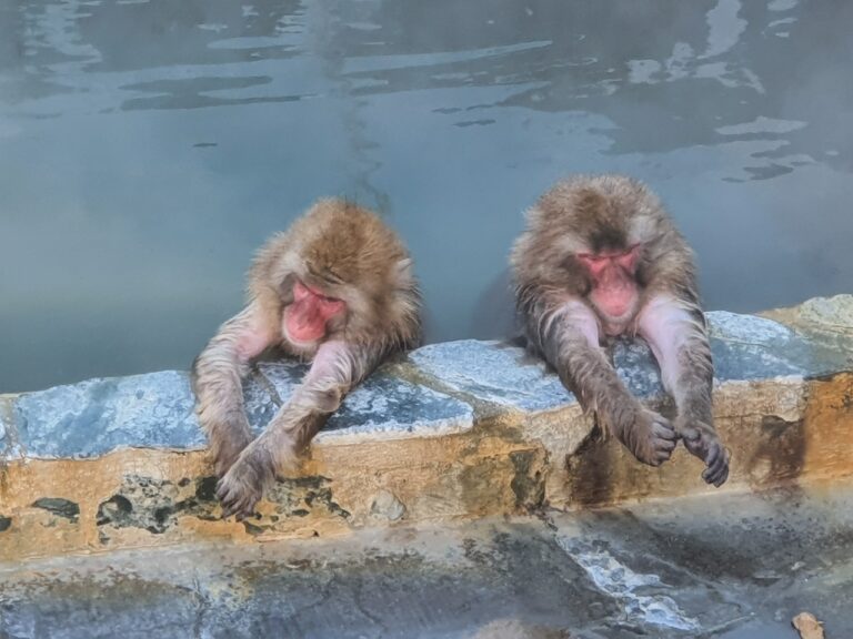 เที่ยว Hakodate หน้าหนาว EP1 : ลิงแช่ออนเซน Snow Monkey
