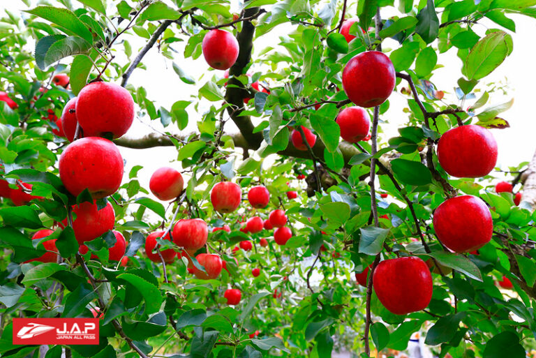 Kimura kankou Fruit Farm