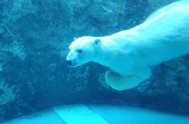 Asahiyama Zoo Hokkaido