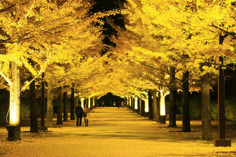 Azuma Sports Park Fukushima จุดชมใบไม้เปลี่ยนสียอดนิยม