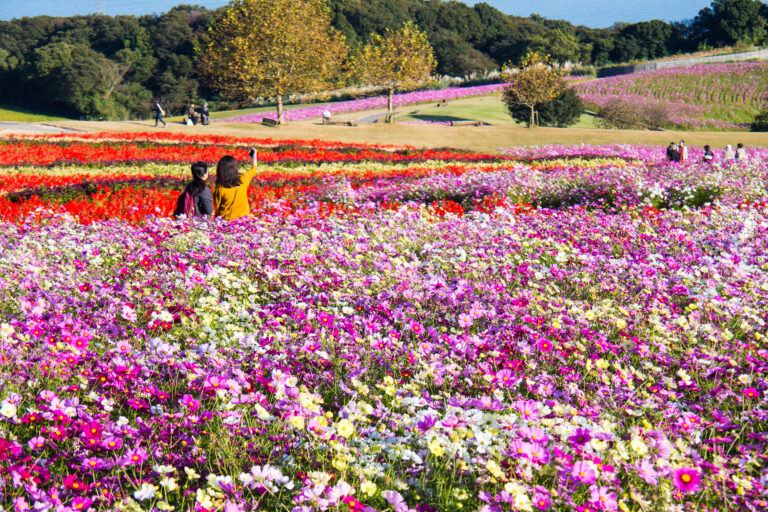 Awaji Hanasajiki