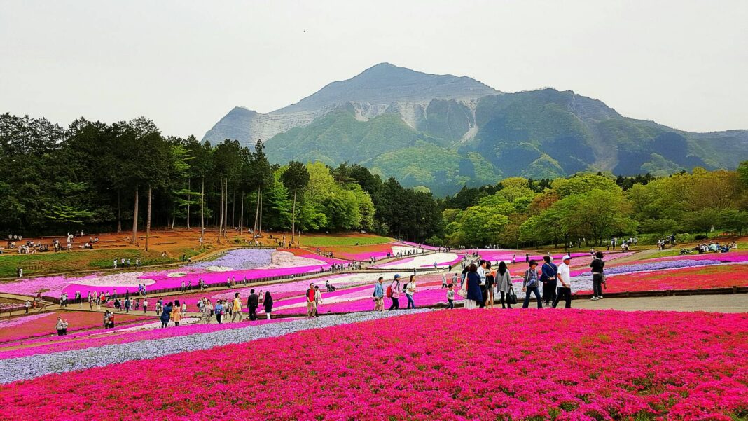 ชิบะซากุระ สวน Hitsujiyama Saitama