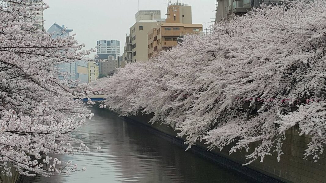 Meguro Sakura Tokyo