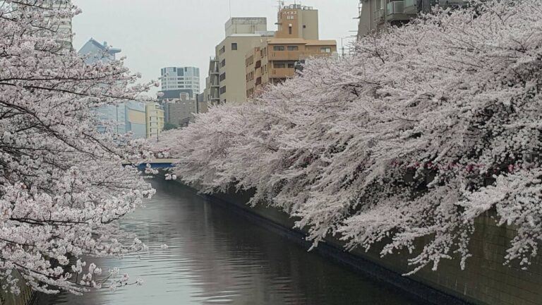 Meguro Sakura Tokyo จุดชมซากุระที่แม่น้ำเมกุโระ