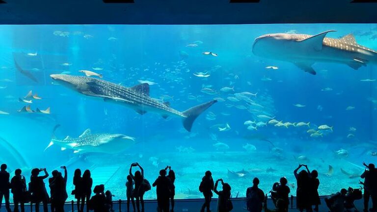 Okinawa Churaumi Aquarium พิพิธภัณฑ์สัตว์น้ำที่ดีที่สุดในประเทศญี่ปุ่น
