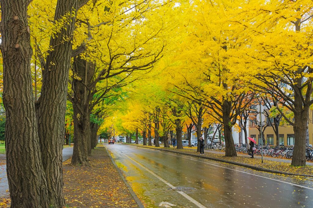 Ginkgo Avenue in Hokkaido University 1