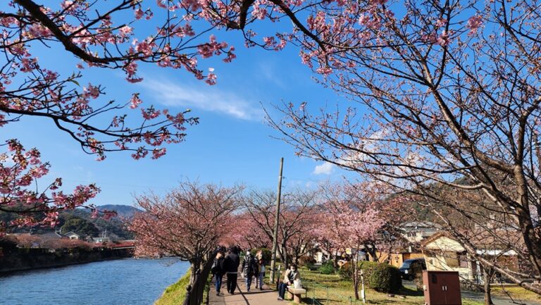 เทศกาลชมซากุระคาวาซุ (Kawazu-Zakura Festival) ครั้งที่ 32