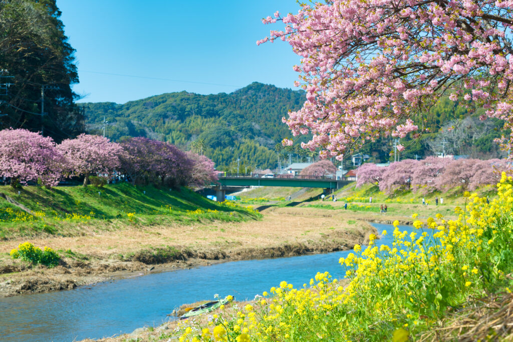 Kawazu Sakura Festival
