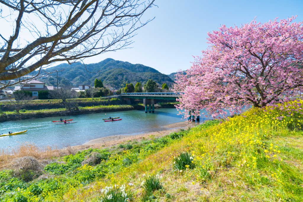 Kawazu Sakura Festival 5