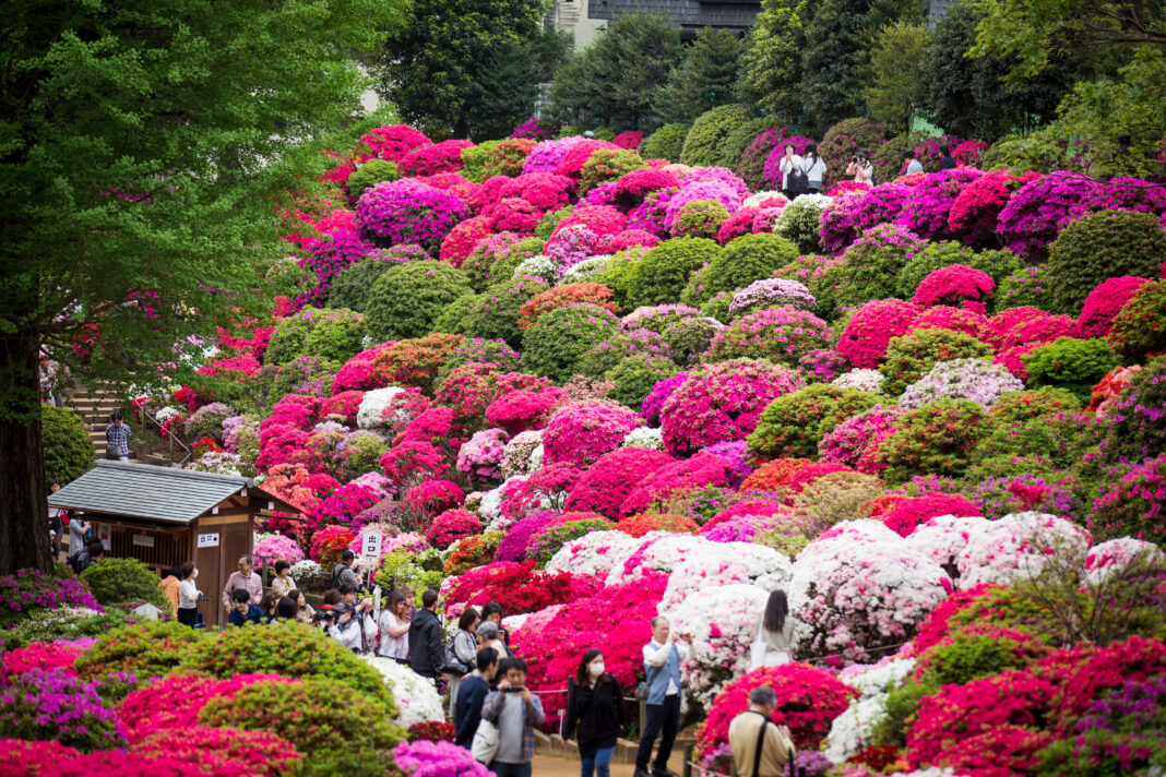 Bunkyo Azalea Festival