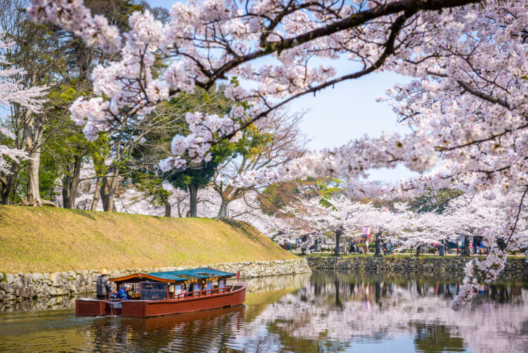 จุดชมซากุระยอดนิยม ของเมืองเกียวโต (Kyoto)