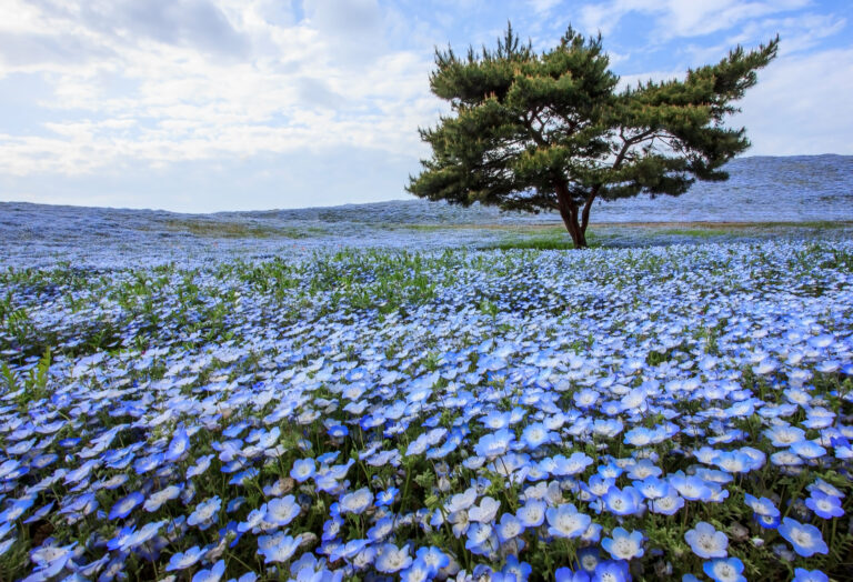 สวนฮิตาชิ ซีไซด์ ปาร์ค (Hitachi Seaside Park)