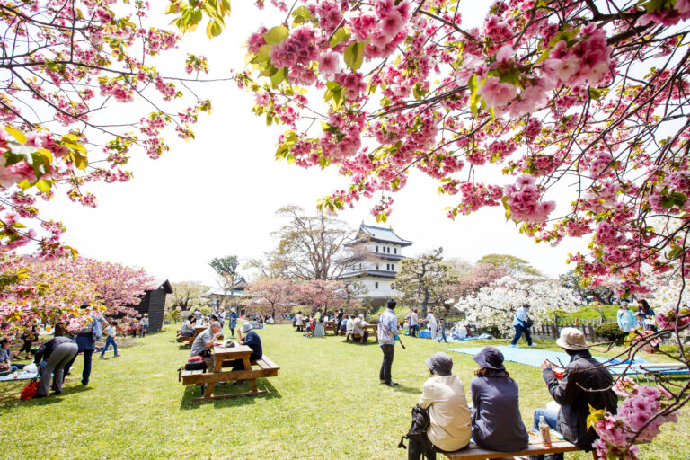 Matsumae Park ชมซากุระในสวนสวย