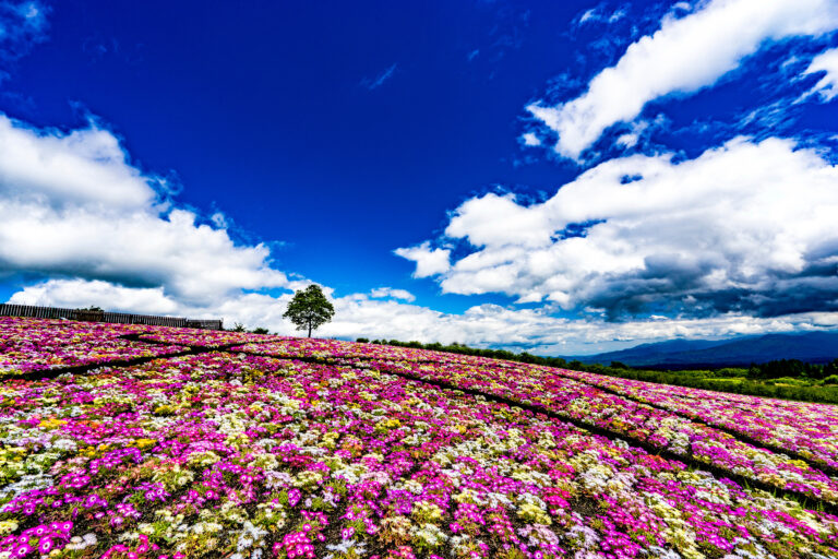 สวนดอกไม้คุจุ (Kuju Hana Park)