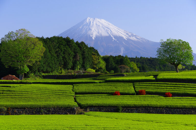 ไร่ชาเขียวในจังหวัดชิซุโอกะ (Shizuoka)